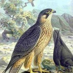 Falco Eleonorae, illustrated by NAUMANN