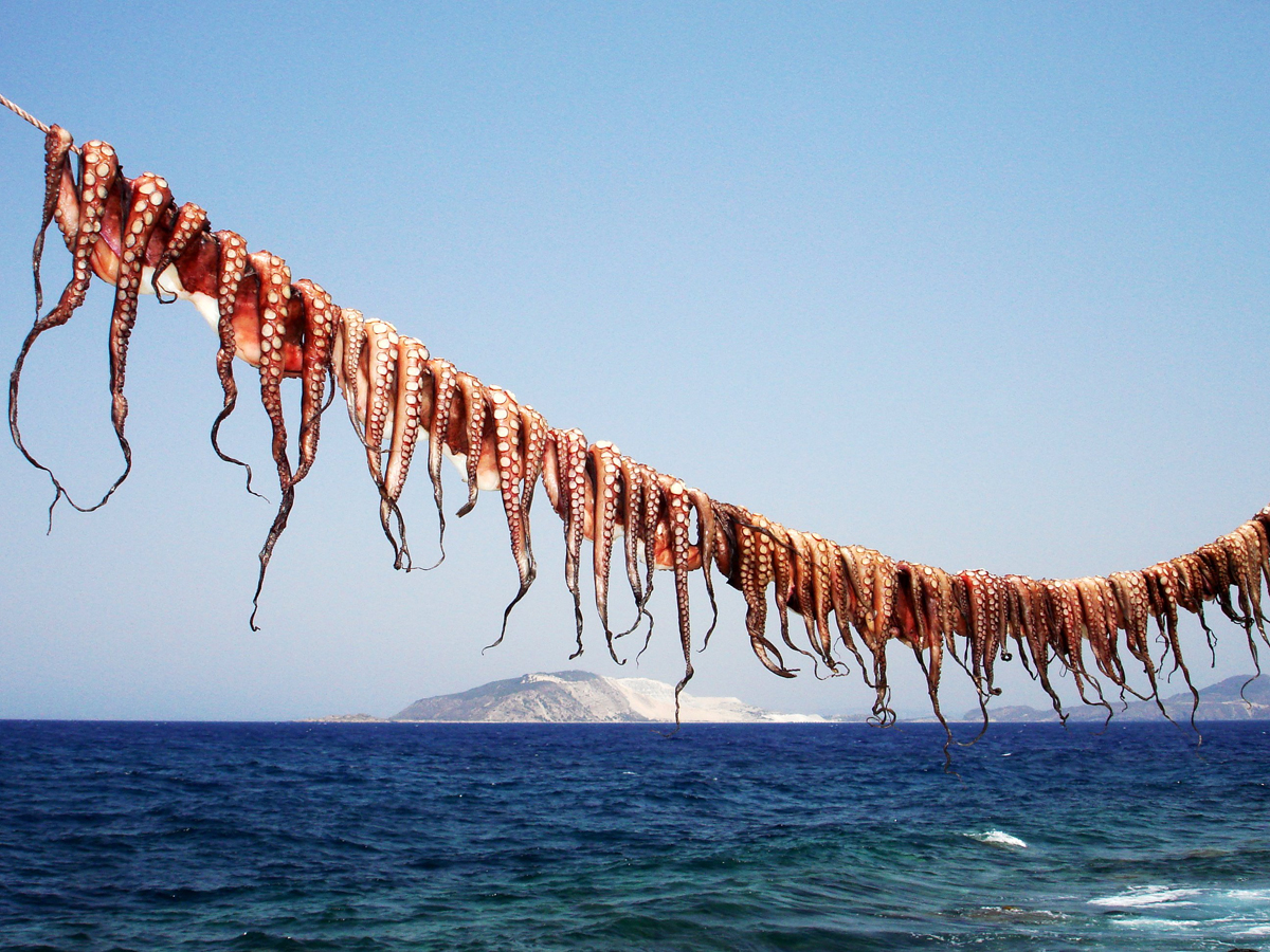 Squids drying in the sun, Nisyros island, Dodecanese, Greece