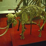 Skeleton of a Cretan Dwarf Elephant