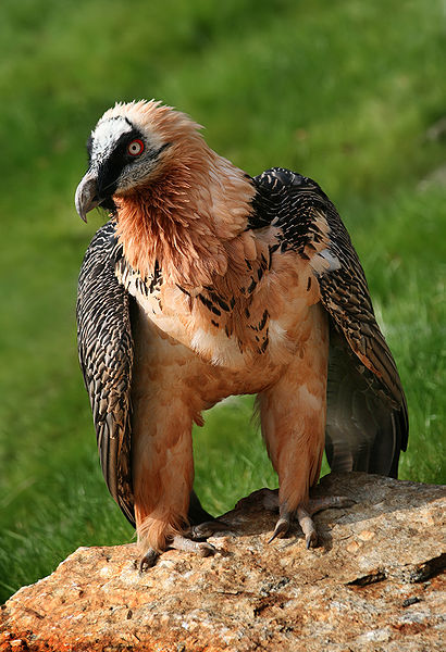 Unlike most vultures, the Lammergeier does not have a bald head.