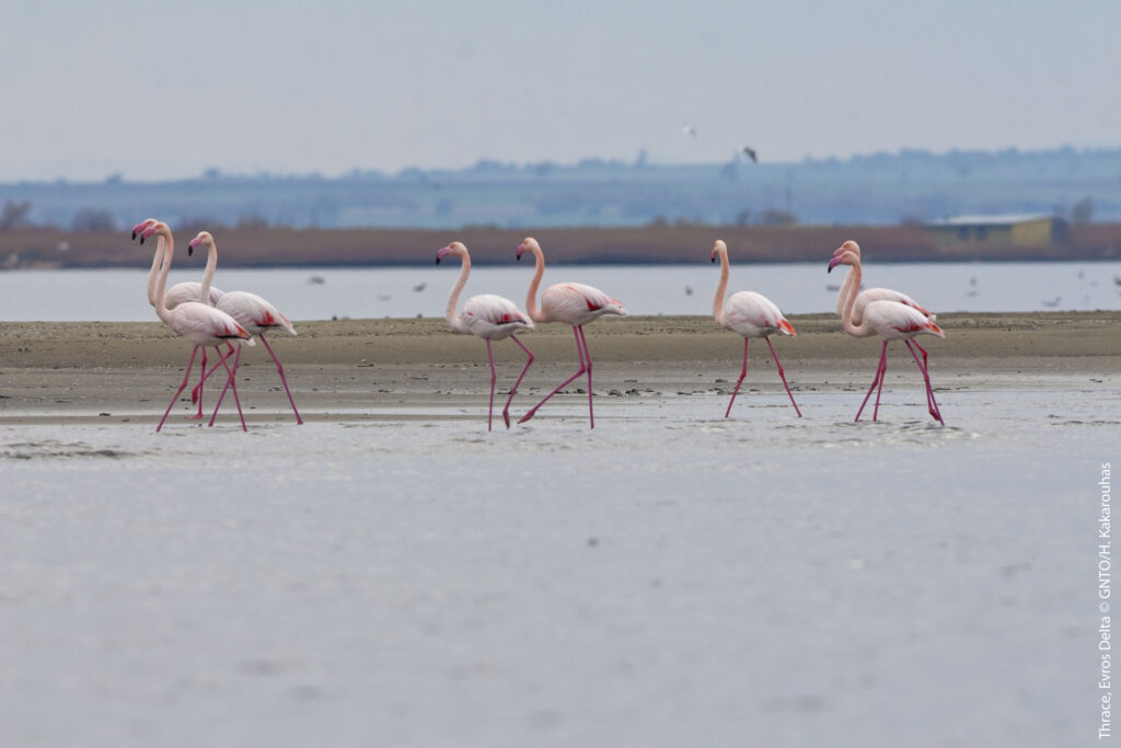 Birds at Evros Delta in Thrace, photo by H. Kakaouhas