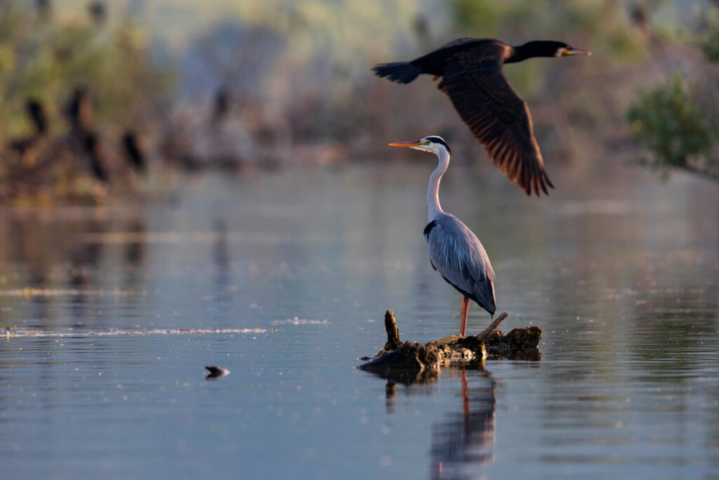 The Grey Heron standing in the shallow water of the Kerkini lake, a wetland rich in birdlife, Serres, Central Macedonia Greece