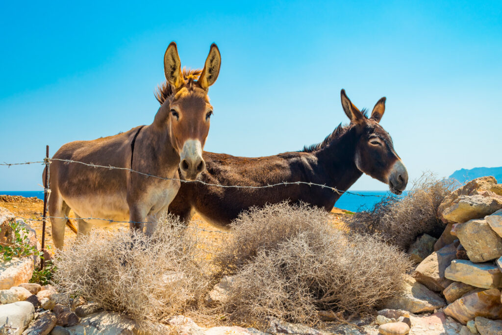 Two beautiful brown donkeys in the countryside of Kimolos Cyclades Greece