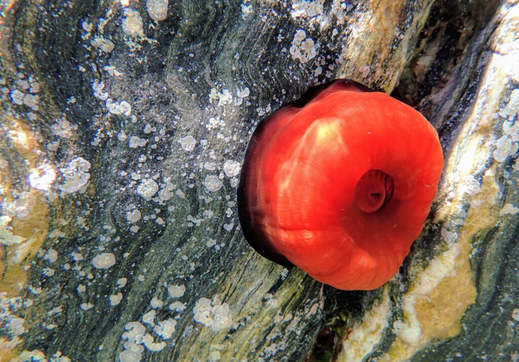 Travel to Folegandros, Cyclades, Greece "Red Tomato of the Sea" the sea anemone