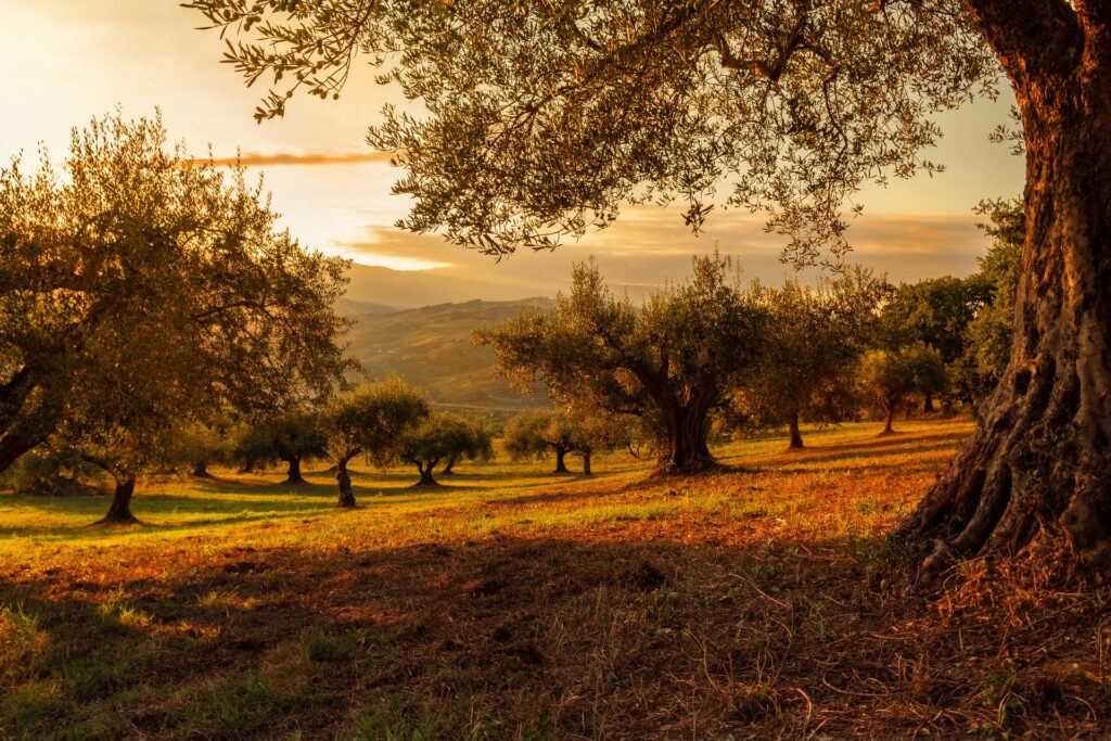 agrotourism in Greece - olive grove