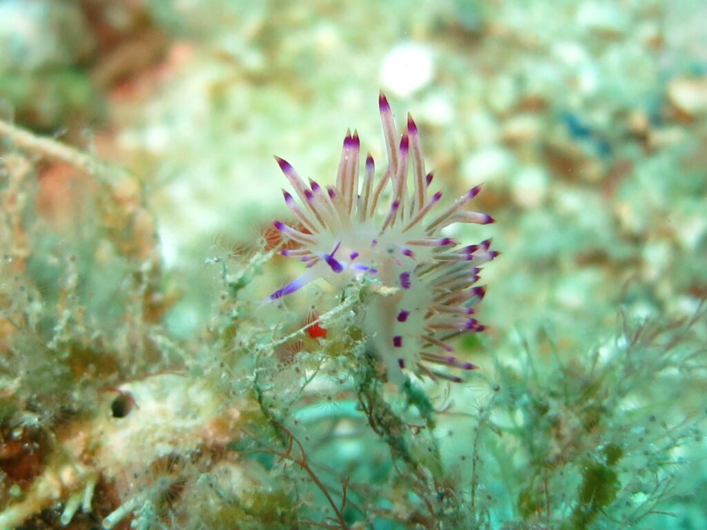 Diving in Greece - Nudibranch (Lat. Flapellina)