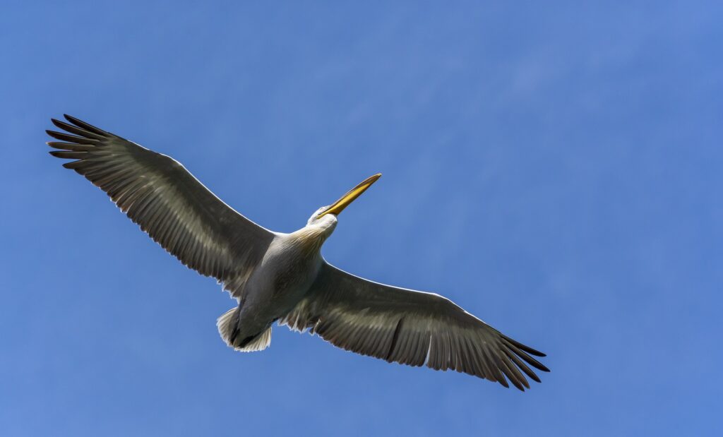 Birding in Greece - Pelican in the air
