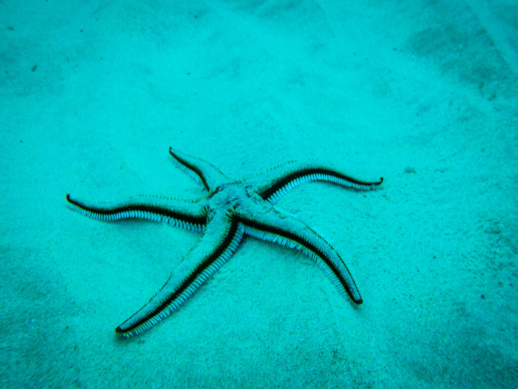 Starfish photographed underwater in Donoussa island, Cyclades Greece