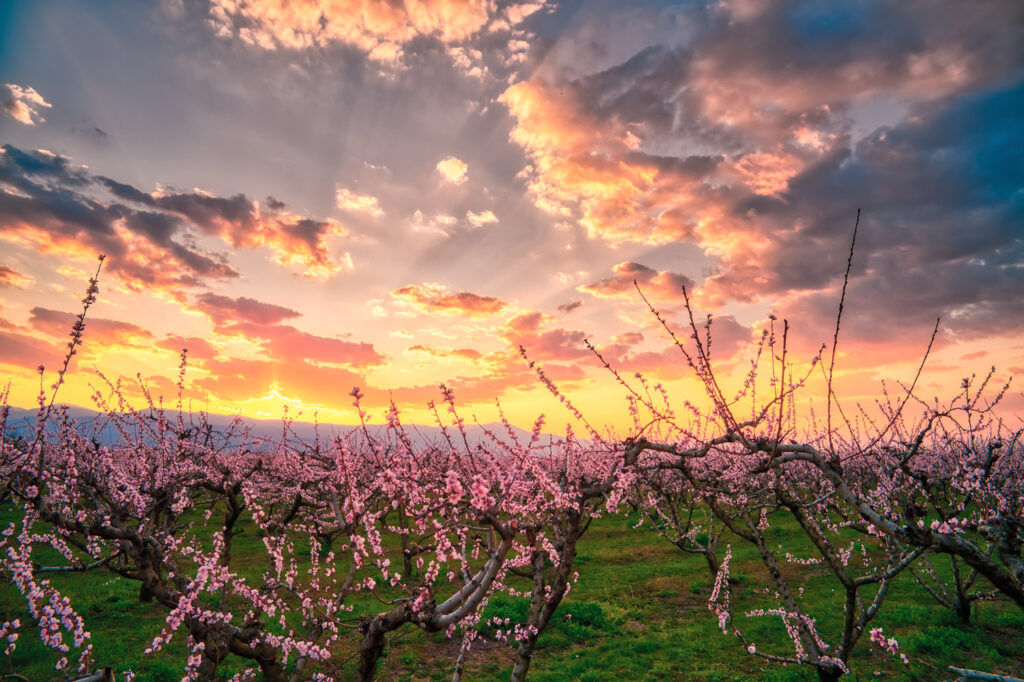 Aerial view of the orchard of bloomed peach trees at sunset in spring in the plain of Veria in northern Greece