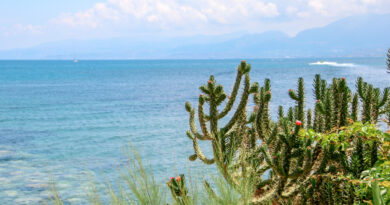 Blooming cactus and panoramic view to Cretan sea from the coast of Malia, Crete, Greece